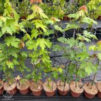 Javor červený (Acer rubrum) ‘OCTOBER GLORY’- výška 70-100 cm, kont. C5L 